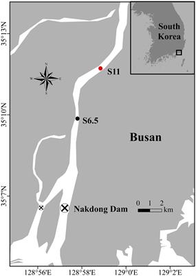 Seawater intrusion effects on nitrogen cycling in the regulated Nakdong River Estuary, South Korea